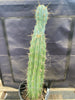 #EC236 EXACT Trichocereus "Lost Label" Cactus Plant 18”