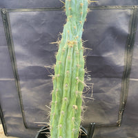 #EC236 EXACT Trichocereus "Lost Label" Cactus Plant 18”