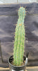 #EC236 EXACT Trichocereus "Lost Label" Cactus Plant 18”