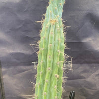 #EC236 EXACT Trichocereus "Lost Label" Cactus Plant 18”