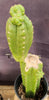 #EC238 EXACT Trichocereus Pachanoi  "Awful" Ornamental Cactus Plant Cutting 18"