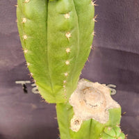 #EC238 EXACT Trichocereus Pachanoi  "Awful" Ornamental Cactus Plant Cutting 18"