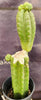 #EC238 EXACT Trichocereus Pachanoi  "Awful" Ornamental Cactus Plant Cutting 18"