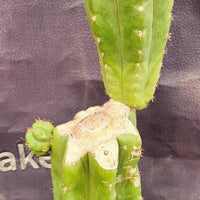 #EC238 EXACT Trichocereus Pachanoi  "Awful" Ornamental Cactus Plant Cutting 18"