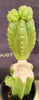 #EC238 EXACT Trichocereus Pachanoi  "Awful" Ornamental Cactus Plant Cutting 18"