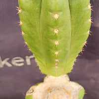 #EC238 EXACT Trichocereus Pachanoi  "Awful" Ornamental Cactus Plant Cutting 18"