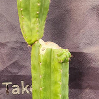 #EC238 EXACT Trichocereus Pachanoi  "Awful" Ornamental Cactus Plant Cutting 18"