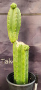 #EC238 EXACT Trichocereus Pachanoi  "Awful" Ornamental Cactus Plant Cutting 18"