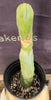 #EC24 EXACT Trichocereus Bridgesii Monstrose (TBM) Long Form Cactus Plant 13"