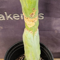 #EC24 EXACT Trichocereus Bridgesii Monstrose (TBM) Long Form Cactus Plant 13"