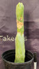 #EC24 EXACT Trichocereus Bridgesii Monstrose (TBM) Long Form Cactus Plant 13"