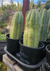 #EC240 EXACT Trichocereus Pachanoi Nuestra Bonita Cactus Plant 8-15" Cutting