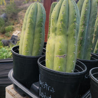 #EC240 EXACT Trichocereus Pachanoi Nuestra Bonita Cactus Plant 8-15" Cutting