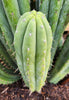 #EC240 EXACT Trichocereus Pachanoi Nuestra Bonita Cactus Plant 8-15" Cutting