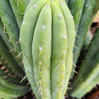 #EC240 EXACT Trichocereus Pachanoi Nuestra Bonita Cactus Plant 8-15" Cutting