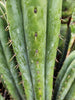 #EC240 EXACT Trichocereus Pachanoi Nuestra Bonita Cactus Plant 8-15" Cutting