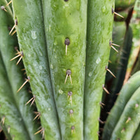 #EC240 EXACT Trichocereus Pachanoi Nuestra Bonita Cactus Plant 8-15" Cutting