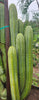 #EC240 EXACT Trichocereus Pachanoi Nuestra Bonita Cactus Plant 8-15" Cutting