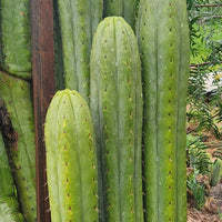 #EC240 EXACT Trichocereus Pachanoi Nuestra Bonita Cactus Plant 8-15" Cutting