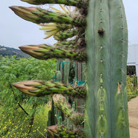 #EC240 EXACT Trichocereus Pachanoi Nuestra Bonita Cactus Plant 8-15" Cutting