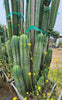 #EC240 EXACT Trichocereus Pachanoi Nuestra Bonita Cactus Plant 8-15" Cutting