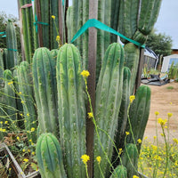 #EC240 EXACT Trichocereus Pachanoi Nuestra Bonita Cactus Plant 8-15" Cutting