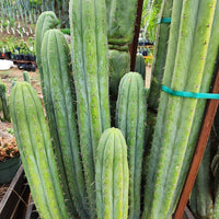 #EC240 EXACT Trichocereus Pachanoi Nuestra Bonita Cactus Plant 8-15" Cutting