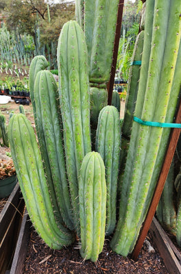 #EC240 EXACT Trichocereus Pachanoi Nuestra Bonita Cactus Plant 8-15