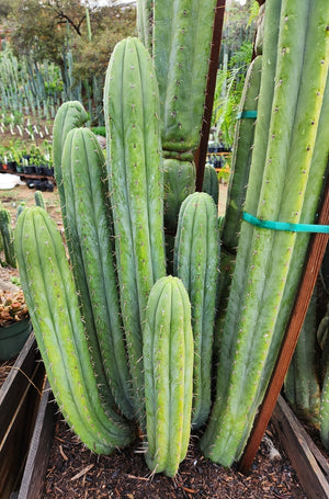 #EC240 EXACT Trichocereus Pachanoi Nuestra Bonita Cactus Plant 8-15" Cutting