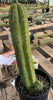 #EC241 EXACT Trichocereus Ornamental Cactus Plant 14.5"