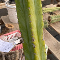 #EC241 EXACT Trichocereus Ornamental Cactus Plant 14.5"