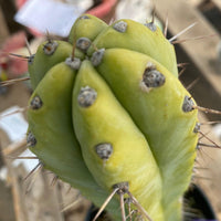 #EC241 EXACT Trichocereus Ornamental Cactus Plant 14.5"