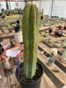 #EC241 EXACT Trichocereus Ornamental Cactus Plant 14.5"