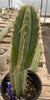 #EC244 EXACT Trichocereus Ornamental Lost Label Cactus Plant 14.5"