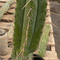 #EC244 EXACT Trichocereus Ornamental Lost Label Cactus Plant 14.5"