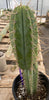 #EC244 EXACT Trichocereus Ornamental Lost Label Cactus Plant 14.5"