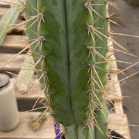 #EC244 EXACT Trichocereus Ornamental Lost Label Cactus Plant 14.5"