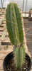 #EC244 EXACT Trichocereus Ornamental Lost Label Cactus Plant 14.5"