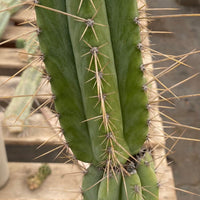 #EC244 EXACT Trichocereus Ornamental Lost Label Cactus Plant 14.5"