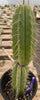 #EC244 EXACT Trichocereus Ornamental Lost Label Cactus Plant 14.5"