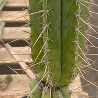 #EC244 EXACT Trichocereus Ornamental Lost Label Cactus Plant 14.5"