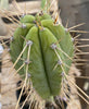 #EC244 EXACT Trichocereus Ornamental Lost Label Cactus Plant 14.5"