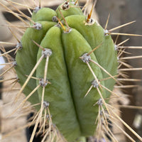 #EC244 EXACT Trichocereus Ornamental Lost Label Cactus Plant 14.5"