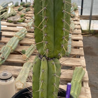 #EC244 EXACT Trichocereus Ornamental Lost Label Cactus Plant 14.5"