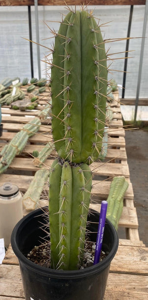 #EC244 EXACT Trichocereus Ornamental Lost Label Cactus Plant 14.5"