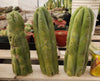 Trichocereus Huanucoensis Jiimz Huanu/P7 Cactus Plant Cutting 13"