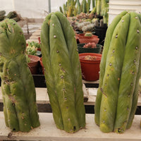 Trichocereus Huanucoensis Jiimz Huanu/P7 Cactus Plant Cutting 13"