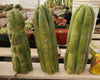 Trichocereus Huanucoensis Jiimz Huanu/P7 Cactus Plant Cutting 13"