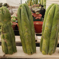 Trichocereus Huanucoensis Jiimz Huanu/P7 Cactus Plant Cutting 13"