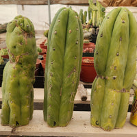 Trichocereus Huanucoensis Jiimz Huanu/P7 Cactus Plant Cutting 13"